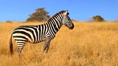 Big game hunting safaris have been replaced with safaris that give travelers a chance to “shoot” animals with their cameras.// © 2014 Thinkstock