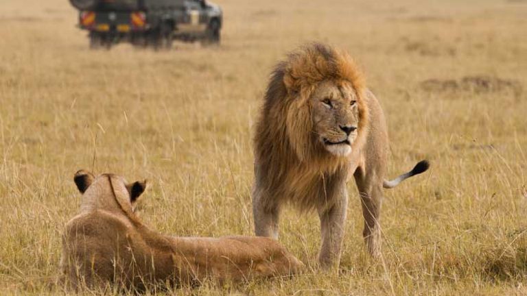 AfricanSafaris_Lions