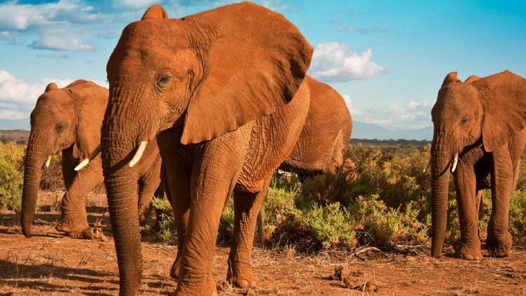 AfricanSafaris_Elephants