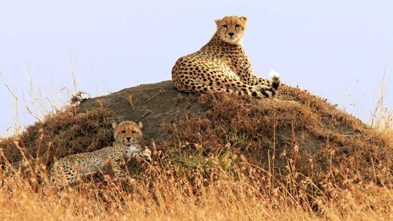 AfricanSafaris_Cheetahs