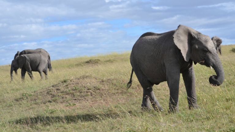 Elephants in the Masai Mara // © 2015 Africas Best Photos