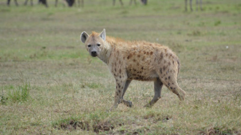 A spotted hyena in the Mara // © 2015 Africas Best Photos