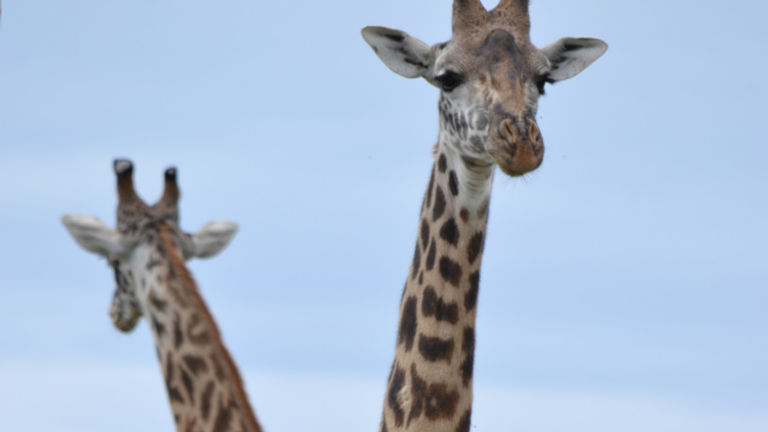 Masai giraffes are distinct from Samburu’s reticulated giraffes. // © 2015 Africas Best Photos