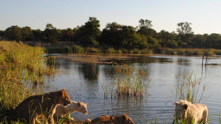 Guests can get up close to white lions at the Protea Hotel Ranch Resort in Limpopo, South Africa.  // © 2013 Skye Mayring