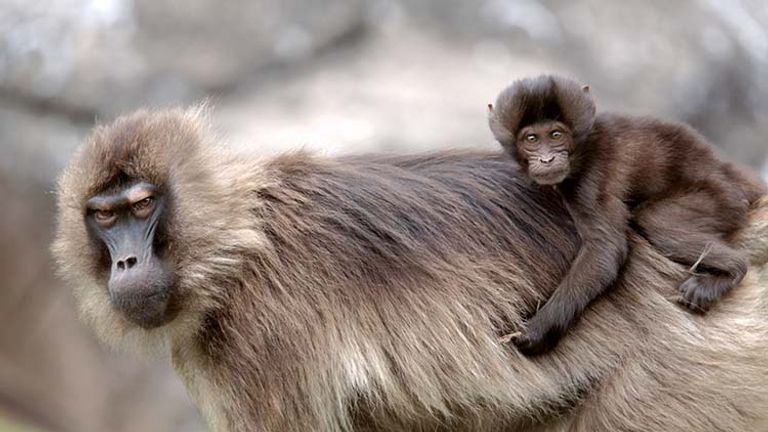 Visitors to Simien Mountains National Park can spot gelada baboons. // © 2014 Cox & Kings