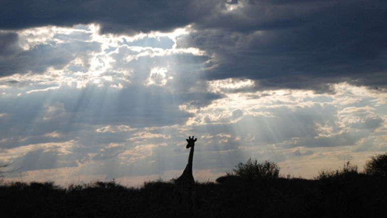 A giraffe is silhouetted against the sky as the sun sets in South Africa. // © 2013 Kenneth Shapiro