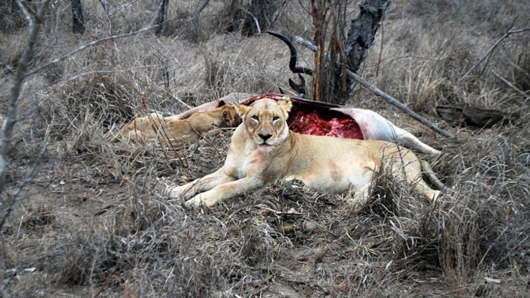 A lion stands guard over its prey at South Africa’s MalaMala Main Camp. // © 2013 Kenneth Shapiro 