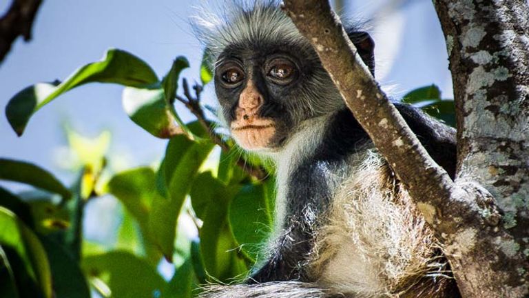 The endangered red colobus monkey is found only on Zanzibar and Pemba. // © 2013 Bob Demyan F