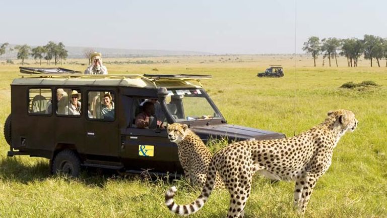 An A&K group gets up close with cheetahs. // © Karoki Lewis/Abercrombie & Kent Picture Library