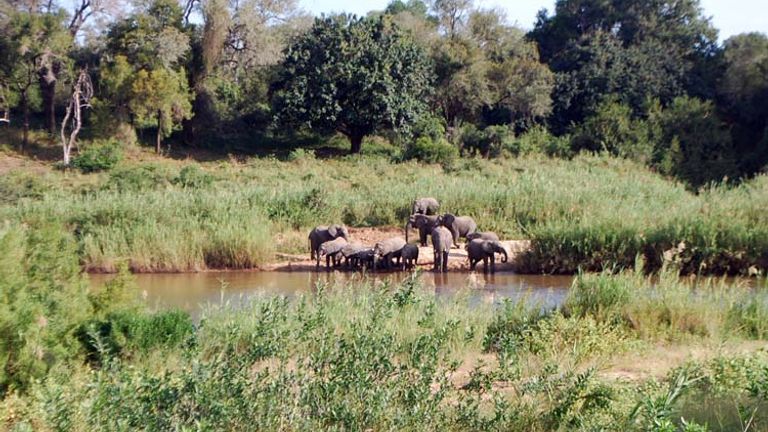  A herd of elephants gathers around the watering hole for some refreshing playtime. // (c) 2013 Janeen Christoff