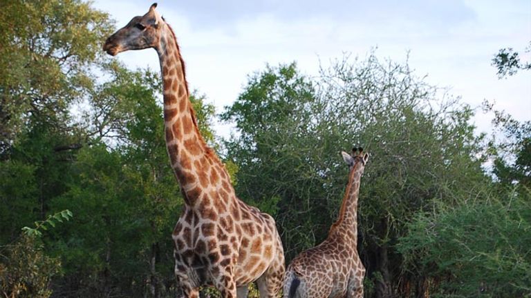 A pair of giraffes takes in the sunset at Lion Sands Game Reserve. // (c) 2013 Janeen Christoff