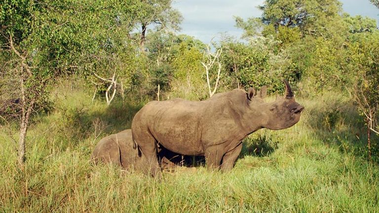  Rhinos pose for a photo at the Lion Sands Game Reserve in South Africa. // (c) 2013 Janeen Christoff