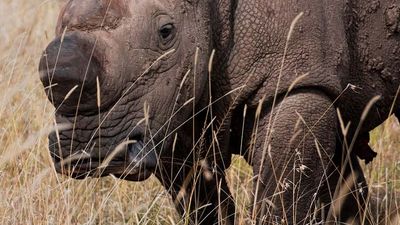 The northern white rhino is extinct in the wild and critically endangered, with only five left in the world. // © 2015 Jan Stejskal