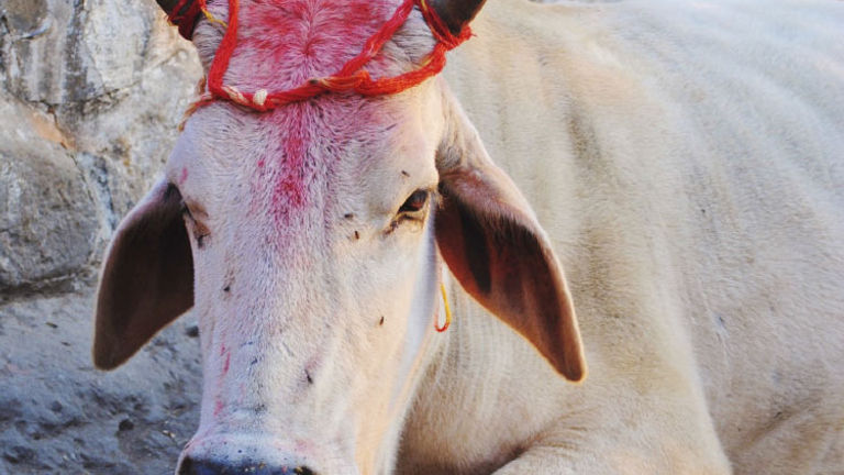 A holy cow // © 2014 Thinkstock
