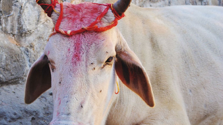 A holy cow // © 2014 Thinkstock