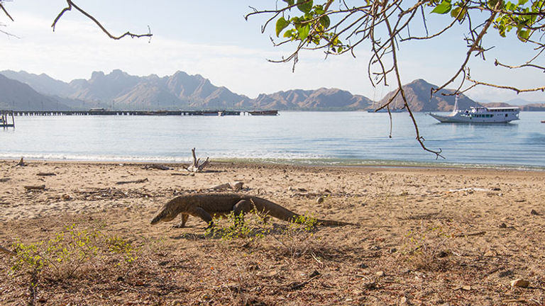 The Komodo Lizard is called a dragon because of its aggressive and potentially deadly behavior. // © 2017 Mindy Poder