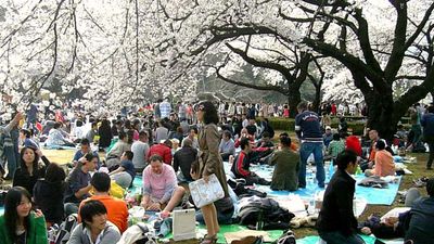 The Shinjuku National Garden in Tokyo has more than 1,000 cherry trees, making it a great place for cherry blossom viewing in the spring. // © 2014 Boutique Japan