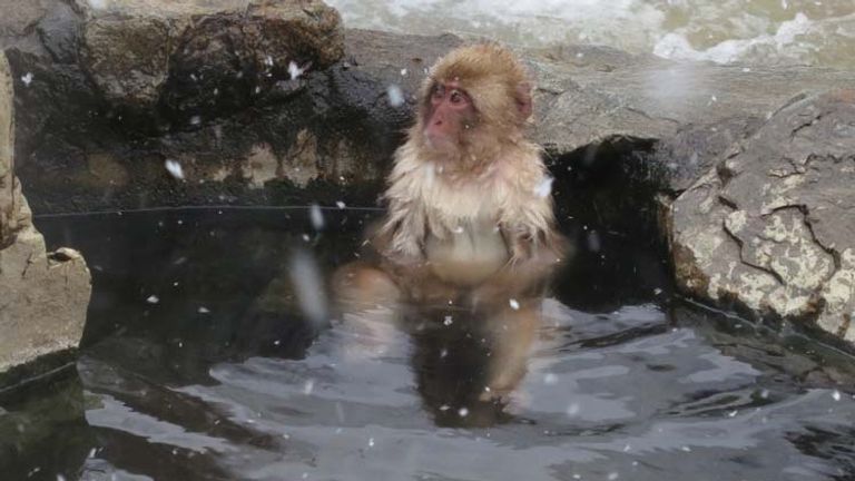 Part of a snow monkey’s daily routine is spending time in nearby onsens. // © 2014 Julie Snider