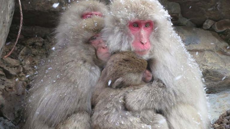 Many travelers to Japan make the trek to Nagano, where Japanese Macques, or snow monkeys, huddle and play together in their wintry home. // © 2014 Julie Snider 2
