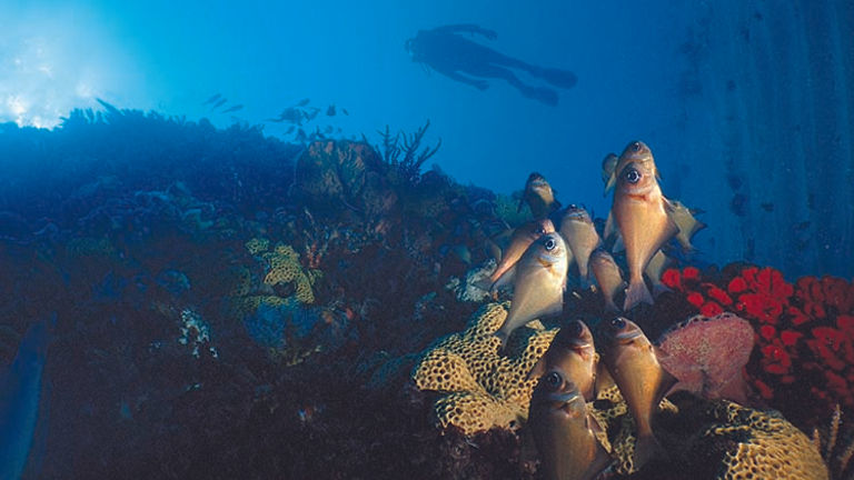 Visitors to Rottnest can also fish, boat, surf, bike and more. // © 2015 Tourism Western Australia