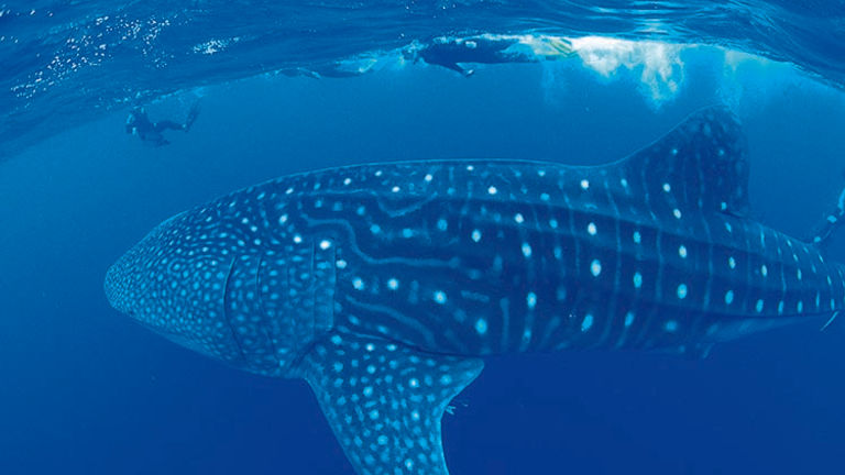 To swim with whale sharks, head to Ningaloo Reef from April to July. // © 2015 Tourism Western Australia