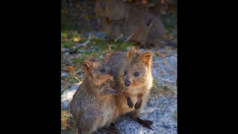 There are about 12,000 quokkas on Rottnest Island. // © 2015 Tourism Western Australia