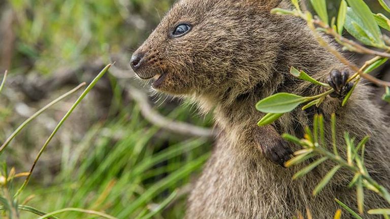 Rottnest Island is also home to the cat-sized quokka, a marsupial that is mainly found in Western Australia’s smaller islands. // © 2015 Tourism Western Australia