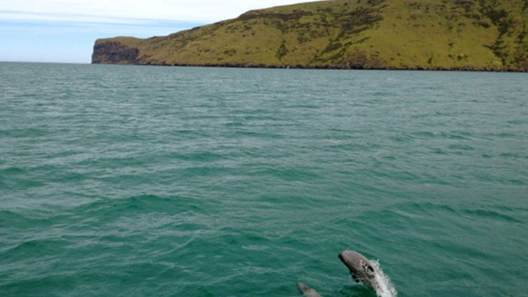 At the Bay of Islands, her clients took a sailing trip and a helicopter flight over the Waipoua Forest and Hokianga Harbour. // © 2014 Swain Destinations