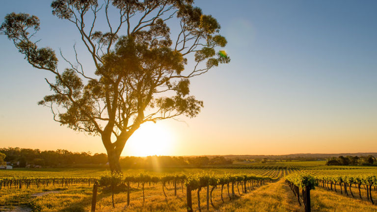 South Australia features a mix of adventure and luxury; clients can sample great food and wine in the Barossa Valley. // © 2017 Getty Images