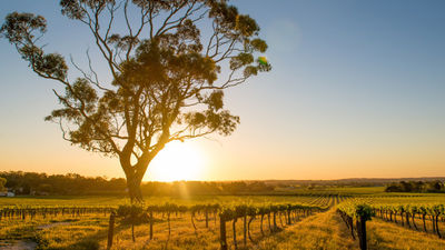 South Australia features a mix of adventure and luxury; clients can sample great food and wine in the Barossa Valley. // © 2017 Getty Images