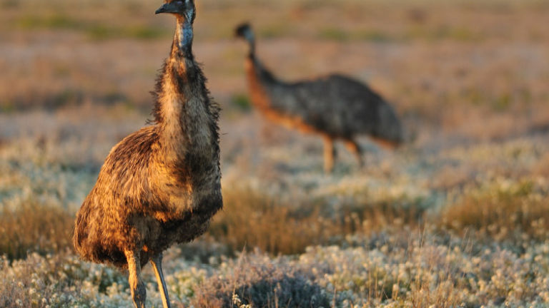 South Australia is known for its wildlife, including emus. // © 2017 Getty Images