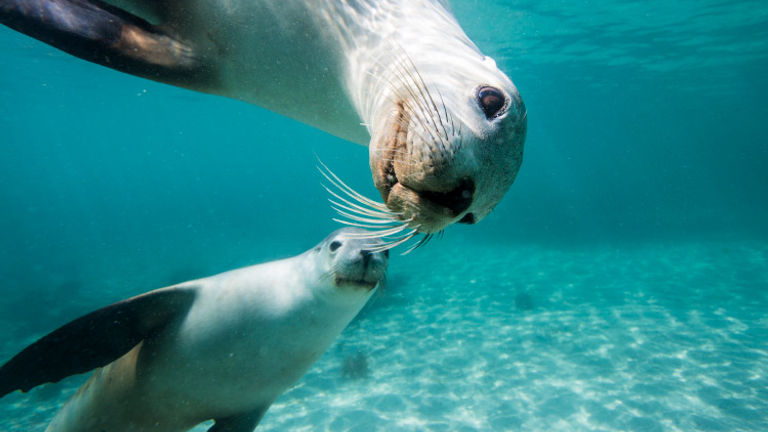 In Port Lincoln, guests can swim with sea lions. // © 2017 Getty Images