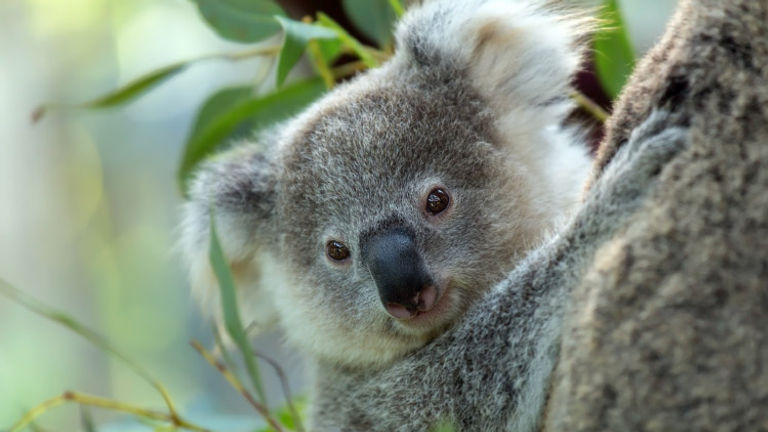 Visitors will find koalas all over South Australia. // © 2017 Getty Images