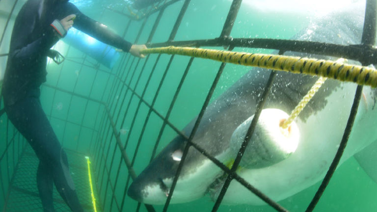 Shark-cage diving can be booked out of Port Lincoln. // © 2017 Getty Images