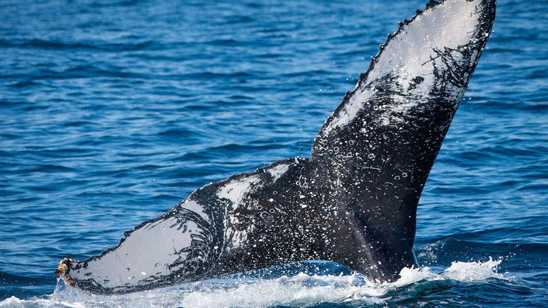 Time trips around May to spot humpback whales in Huskisson, Jervis Bay.