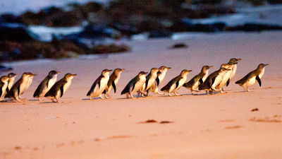 Animal lovers are sure to enjoy their visit to Australia’s Phillip Island, a destination that boasts a diverse array of wildlife. // © 2015 Tourism Australia