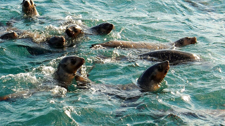 A herd of curious fur seals play near the writer’s boat. // © 2015 Shane Nelson