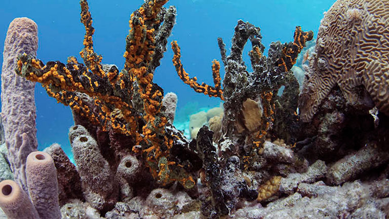 The Dutch Caribbean Island of Bonaire is a diver’s paradise. // © 2016 Harbor Village Beach Club