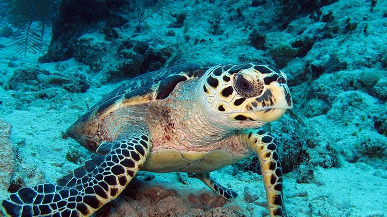 Turtles are often found during dives in the Cayman Islands.  // © 2016 Dan Orr