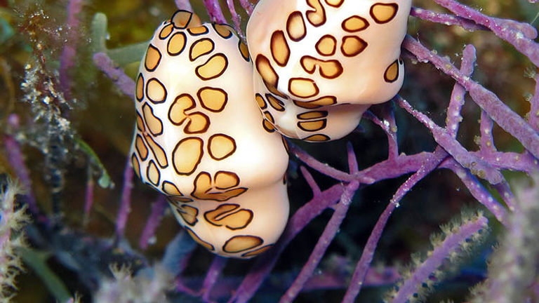 The diverse marine life found off the coast of Belize, such as these flamingo tongue snails, appears just 15 feet below the surface of the water. // © 2016 Dan Orr