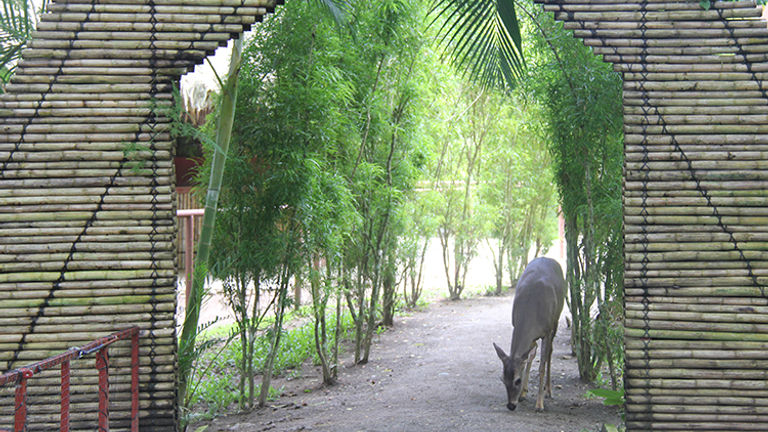 Jaguar Rescue Center affords shelter for a multitude of maltreated and abandoned animals, including deer. // © 2014 LatinFlyer.com