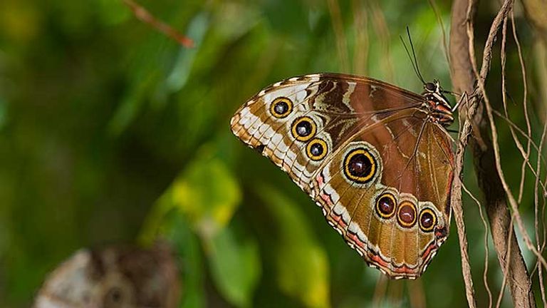The Butterfly Farm in St. Maarten has hundreds of butterfly species. // © 2013 Mark Edward Harris
