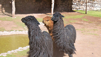 A trio of Suri alpacas (those with long dread-like locks that grow parallel to the body) huddles together at Awana Kancha in Peru. // © 2014 Zorianna Kit