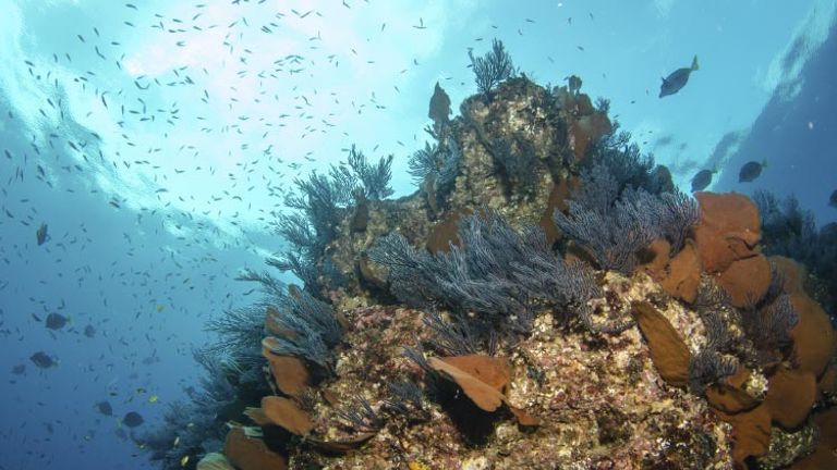 Panama also has opportunities for discovering underwater beauty. // © 2014 Thinkstock