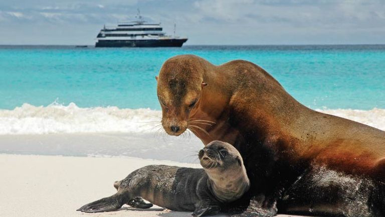 Wildlife in the Galapagos // © 2015 David Vargas /Lindblad Expeditions