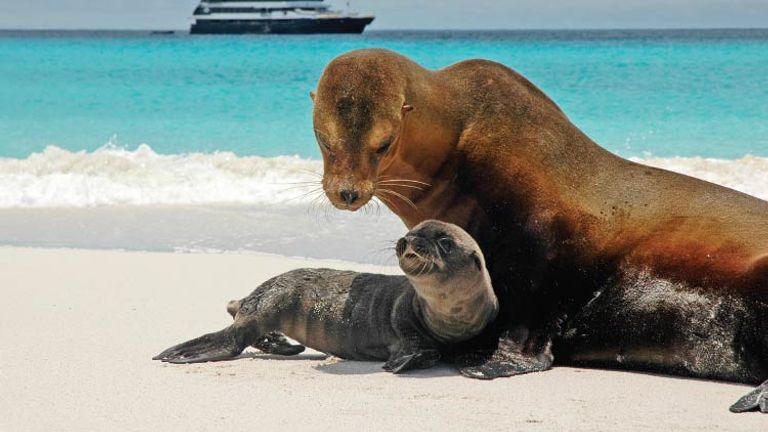 Wildlife in the Galapagos // © 2015 David Vargas /Lindblad Expeditions