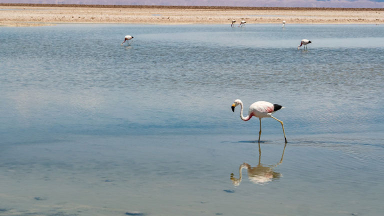 Flamingos congregate at the Atacama’s Laguna Chaxa. // © 2017 Getty Images