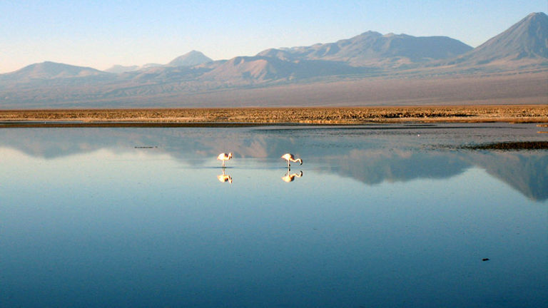 Flamingos turn pink from eating brine shrimp out of the lagoon. // (c) 2013 Janeen Christoff