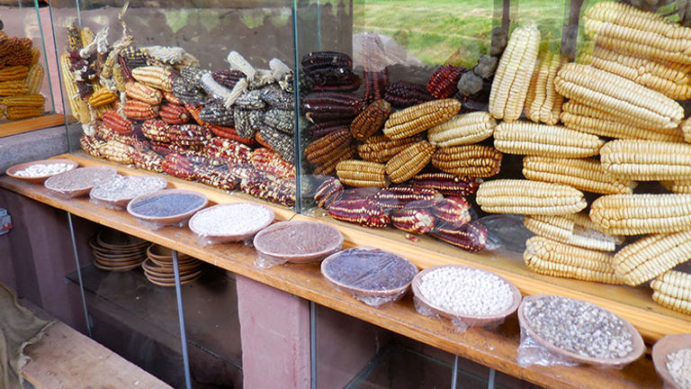 Peru grows 120 different varieties of corn, some of which are on display. // © 2014 Zorianna Kit