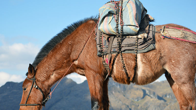 Pack horses carry supplies on hikes. // © 2015 Valerie Chen
